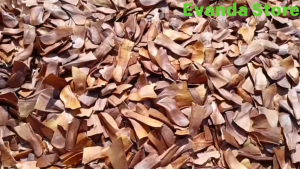 PROMO 1kg Biji Mahoni Kering Super Stock Baru