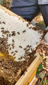 Combo 4 Chai Mật Ong Đa Hoa Nguyên Chất 4000ML