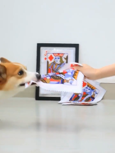 Đồ chơi lá bài giấy báo phát âm thanh cho chó mèo (mẫu mới) - Love pets shop