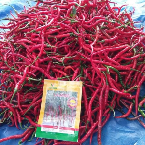 Benih Cabe Cabai Keriting Lajang Isi 10 Gram Cap Tiga Daun Tipe Keriting Super