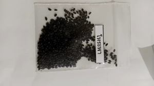 เมล็ดพันธุ์โหระพา ซองละ 5 บาท