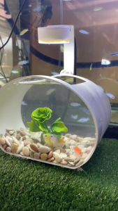 Aquarium / Akuarium mini soliter ikan cupang ikan hias plus batu dan bunga hias lampu LED 5 Watt (C01)