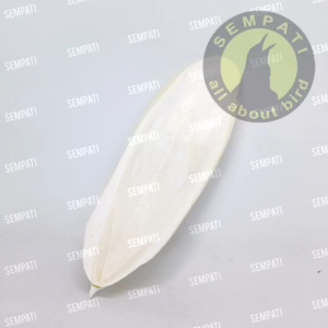 SEMPATI Sotong Ukuran Jumbo: Suplemen Kalsium & Mineral untuk Burung