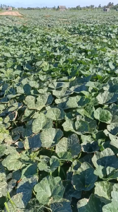 Hạt giống bí đỏ hạt đậu Dẻo F1 Trang Nông TN 332 trang nông - gói 10g