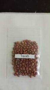 เมล็ดพันธุ์ไชเท้า ซองละ 5 บาท