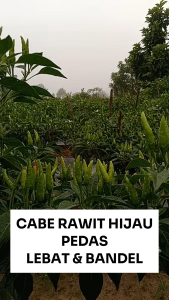 Benih Cabe Rawit PEDAS 10 gram Cap Raja Seed Lebat & Bandel