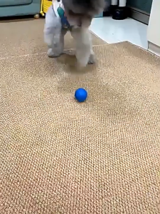 Electric Cat Ball Toys Interactive Ball Smart Dog Toys Electronic Interactive Toy Indoor Automatic Rolling Magic Ball Cat Game Accessories Pet Toys