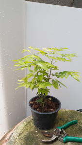 ผักหวานบ้าน ส่งพร้อมถุงหรือกระถาง 5.5นิ้ว ผักหวาน ต้นผักหวาน