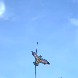 ว่าว ว่าวนกอินทรีย์ ว่าวเด็กเล่น ว่าวไล่นก ว่าวแฟนซี ว่าวไล่ศัตรูพืช ว่าวจุฬา ขนาดเล็ก 110x45ซม. ไม่มีเชือก ราคาถูก Flying  Kite SP96