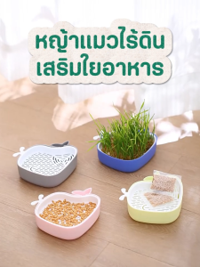 itspet 🛒 : ชุดปลูกหญ้าแมว หญ้าแมว เมล็ดข้าวสาลี ถาดเพาะต้นอ่อน ชุดปลูกต้นสาลี ข้าวบาร์เล่ย์