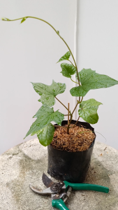 ต้นชมจันทร์ ส่งพร้อมถุงเพาะ5.5นิ้ว ชมจันทร์