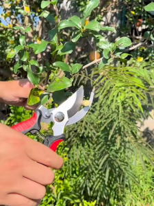 กรรไกรตัดกิ่งไม้ แต่งกิ่ง ตอนกิ่ง กรรไกรบอนไซ ตัดต้นไม้ ตกแต่งกิ่งไม้ ทำสวน