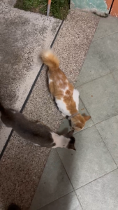 Katty Pro Shrimp Flavor Cat Food (100/500G)