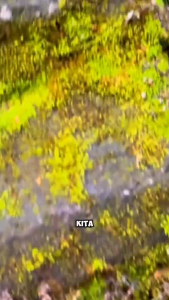 Essen ikan nila RAJA EMPANG media apa aja ampuh essen ikan nila ikan nila liar pelet essen ikan nila