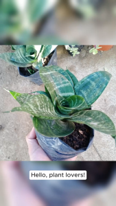 Dwarf Snake Plant & Sanseveria: A Natural Air Purifier