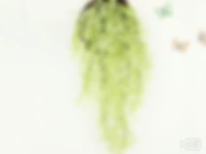 Artificial green plants golden bell willow wall-hung home fake flowers to decorate the wall