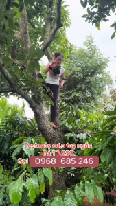 Máy Cưa Xích Chạy Xăng Kamassu KM 2500rs Cưa MiniCưa cụt Lam 30mm Bh 12 tháng