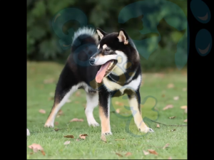 Tactical Dog Harness Durable Nylon Breathable Adjustable No-Pull Military Dog Vest Leash Set Explosion Proof Handle