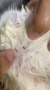 Obat Kutu Kucing Spray Ampuh Mengatasi Kutu Dan Telur Kutu Semprot Aman Jika Terjilat Kucing Kitten