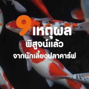 📦 🔰โปร+1กกในถุง🔰หรือ แถมถุงเล็ก🔵2in1🟠เร่งโต🟢สมดุล🌾วีทเจิร์ม อาหารปลาคาร์ฟ Sakura Koi (ซากุระ โค่ย) ขนาด 6.5 กก.