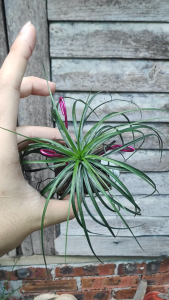 Tillandsia stricta / Air plant/ 空气凤梨-