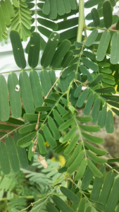 Daun Jayanti Segar Alami Di Petik Saat Order Masuk