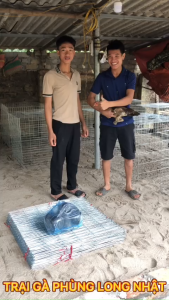 Kéo Cắt Lông Gà Đá Cao Cấp PIN 1553 Tiện Dụng Từ Thái Lan