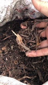 COMBO 4 BỊCH RỄ DỪA TRỒNG CÂY TRỒNG MAI DỄ DỪA MỤC - GIÁ BÁN THEO THỂ TÍCH BỊCH 2 LÍT ( BỊCH KHỔ 22 CM X 28 CM ) CHỨ KHÔNG BÁN THEO KG