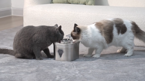 New automatic induction cat water feeder pet smart water dispenser with constant temperature 2.5L large capacity supplies
