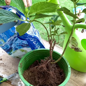 ดินปลูกไฮเดรนเยียสำหรับดอกสีฟ้าและขาว จากโปรโตลีฟ มีอะลูมินั่มสูง ค่า pH5.5