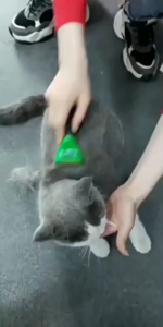 LLP แปรงกำจัดขน ลดขนผลัดร่วง สำหรับสุนัขและแมว