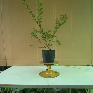 Cây Tường Vy Hồng (Hoa Màu Hồng) - Cây Cảnh Sân Vườn