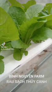 hạt giống xà lách cao sản 10gr chánh nông