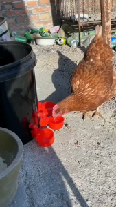 Automatic Poultry Drinker Bowl Chicken Bird Water Cups Duck Drinking Machine Hanging Drinking Bowls Water Dispenser