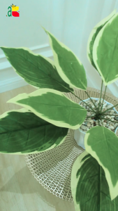 TANAMAN KELADI SIRIP PUTIH B8262 HIAS ARTIFICIAL