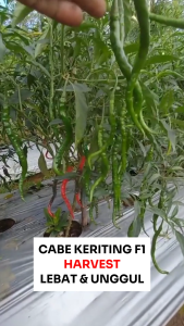 Benih Cabe F1 HARVEST 50 BIJI Known You Seed