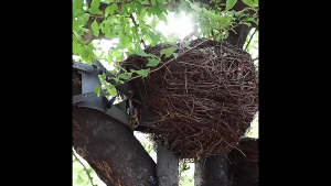 Đèn Led giả tổ chim trang trí chiếu tán cây sân vườn ngoài trời DW 3000K - Bảo Hành 1 Năm