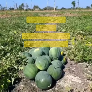 Benih Semangka Non Biji AMARA F1 Isi 360 Butir Cap Panah Merah