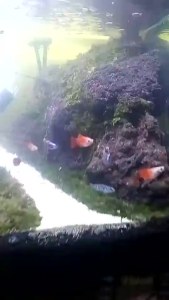 Set Aerator Akuarium Universal 1 Lubang dengan Pipa Gelembung dan Selang 1m - Cocok untuk Semua Jenis Ikan