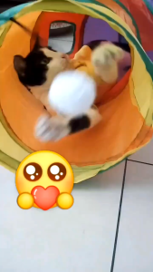 【Must-Have Style】 Paw Boutique AQUARZOO Cat/Dog Toys Interactive Kitten Toys AssortmentsVariety Catnip Toy Set Including 1-4 Way TunnelCat Feather TeaserCatnip FishCube Tent TunnelBallsFluffy Mouse