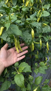 Pupuk Kalsium Tepung Fortune Memenuhi Kebutuhan Tanah Tanaman akan Hara Mikro 1kg