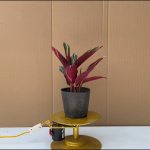 Cây Hồng Quân Tử - Cây Cảnh Phong Thủy