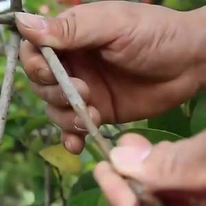 เทปพันกิ่งไม้ พลาสติกยืด ฟิล์มยืดพันพาเรท เกรด A กว้าง 4 6 10 cm. หนา  20 ไมครอน [ม้วนเดี่ยว] ยาว 200 เมตร