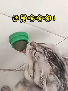 กัญชาแมว แคทนิปบอล แมวเลีย ติดกำแพง ไม่กลิ้งหาย (Catnip ball for hamster)