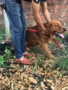 BỘ DÂY DẮT CHÓ BẰNG KIM LOẠI CÓ NỆM TAY CẦM KÈM VÒNG CỔ CÓ ĐỆM "MẪU MỚI" - 💝LOVE PETS SHOP💝