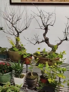 Succulents Ladder Plant Rack Stainless Steel Flower Rack For Indoor Outdoor2 layer 100/2 layer 120/3 layer 100/3 layer 100/4 layer