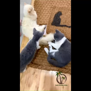 X3 Công Dụng - Vừa Nằm Vừa Cào Móng Vừa Chải Lông Rụng Thảm Mèo Làm Từ Sợi Xơ Dừa