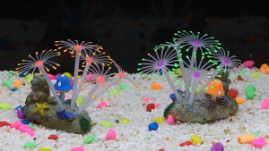 Rạn San Hô Nhiều Màu Đẹp Mắt Phổ Biến Tô Điểm Không Gian Thực Vật Sống Dưới Nước San Hô Phát Sáng Dưới Nước