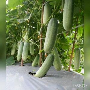 Benih Timun Hijau Hibrida HOBBIT Tipe Rujak 20 gram Cap Tiga Daun