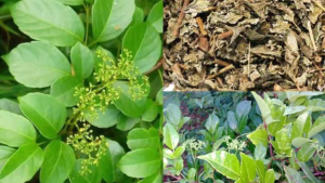 Chè dây Sapa nguyên chất diệt virus HP tốt cho dạ dày (bao tử) - gói 1kg